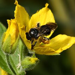 Macropis fulvipes, W, an Lysimachia punctata (4) Macropis fulvipes, W, an Lysimachia punctata (4)