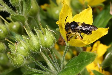 Macropis fulvipes, W, an Lysimachia punctata (5) Macropis fulvipes, W, an Lysimachia punctata (5)