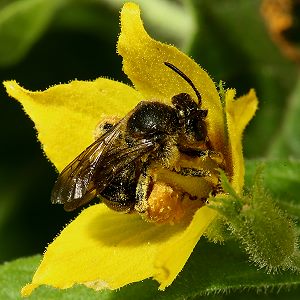 Macropis fulvipes, W, an Lysimachia punctata (6) Macropis fulvipes, W, an Lysimachia punctata (6)