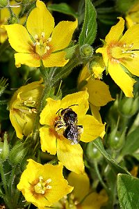 Macropis fulvipes, W, an Lysimachia punctata (8) Macropis fulvipes, W, an Lysimachia punctata (8)