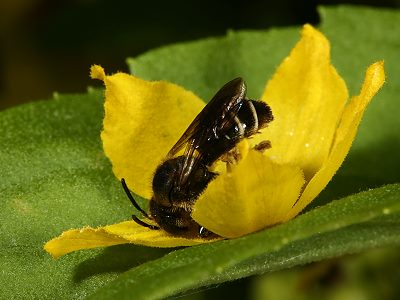Macropis fulvipes, W, an Lysimachia punctata (9)