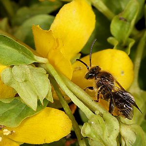 Macropis fulvipes, M, an Lysimachia nummularia Macropis fulvipes, M, Lysimachia nummularia