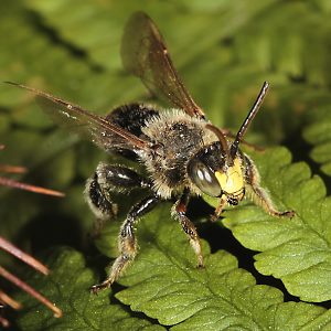 Macropis fulvipes, M auf Farn Macropis fulvipes, M
