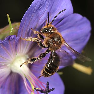 Macropis fulvipes, M vor Geranium pratense Macropis fulvipes, M vor Geranium pratense