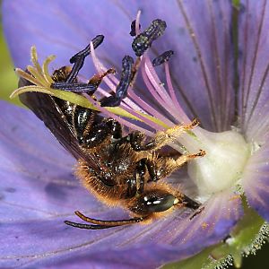 Macropis fulvipes, M in Geranium pratense (1) Macropis fulvipes, M in Geranium pratense