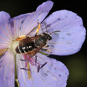 Macropis fulvipes, W an Geranium pratense (1) Macropis fulvipes, W an Geranium pratense