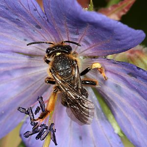 Macropis fulvipes, W an Geranium pratense (2) Macropis fulvipes, W an Geranium pratense