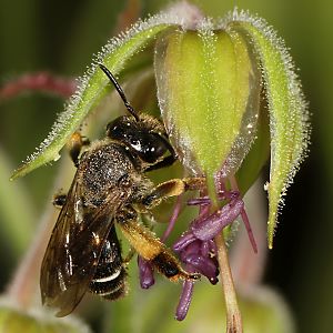 Macropis fulvipes, W an Geranium pratense (3) Macropis fulvipes, W an Geranium pratense