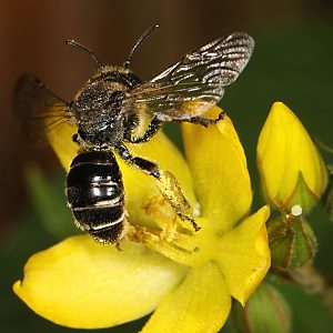 Macropis fulvipes, W an Lysimachia vulgaris (10) Macropis fulvipes, W an Lysimachia vulgaris