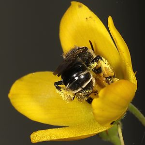 Macropis fulvipes, W in Lysimachia vulgaris (11) Macropis fulvipes, W in Lysimachia vulgaris