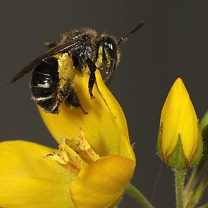 Macropis fulvipes, W an Lysimachia vulgaris (12) Macropis fulvipes, W an Lysimachia vulgaris