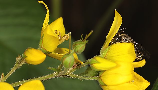 Macropis fulvipes, W an Lysimachia vulgaris (13) Macropis fulvipes, W an Lysimachia vulgaris
