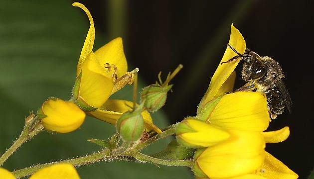 Macropis fulvipes, W an Lysimachia vulgaris (14) Macropis fulvipes, W an Lysimachia vulgaris