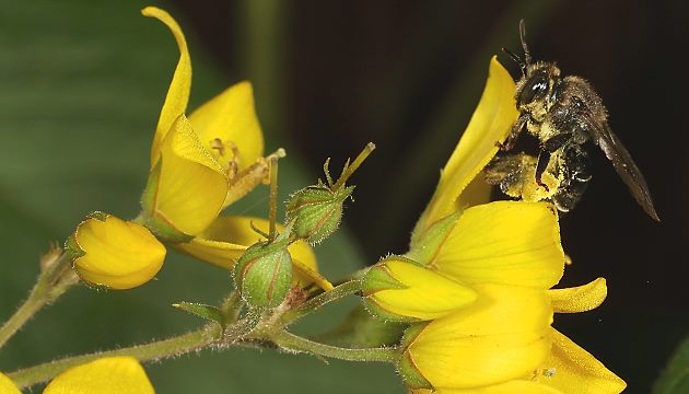 Macropis fulvipes, W an Lysimachia vulgaris (15) Macropis fulvipes, W an Lysimachia vulgaris