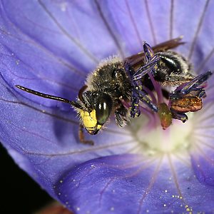 Macropis fulvipes, M in Geranium pratense (3) Macropis fulvipes, M an Geranium pratense