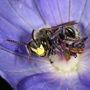 Macropis fulvipes, M in Geranium pratense (4) Macropis fulvipes, M an Geranium pratense