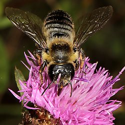 Blattschneiderbiene Megachile ligniseca, W Blattschneiderbiene Megachile ligniseca, W