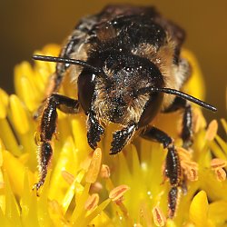 Blattschneiderbiene Megachile maritima, M Megachile maritima, M