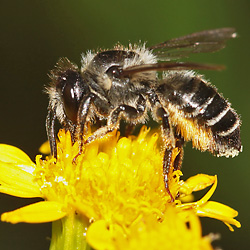 Blattschneiderbiene Megachile versicolor, W Megachile versicolor, W