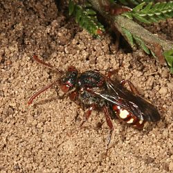 Wespenbiene: Nomada alboguttata, W Wespenbiene: Nomada alboguttata, W