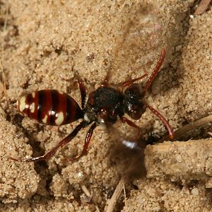 Nomada alboguttata, W, im Suchflug Nomada alboguttata, W, im Suchflug