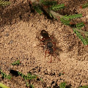 Wespenbiene: Nomada alboguttata, W Wespenbiene: Nomada alboguttata, W