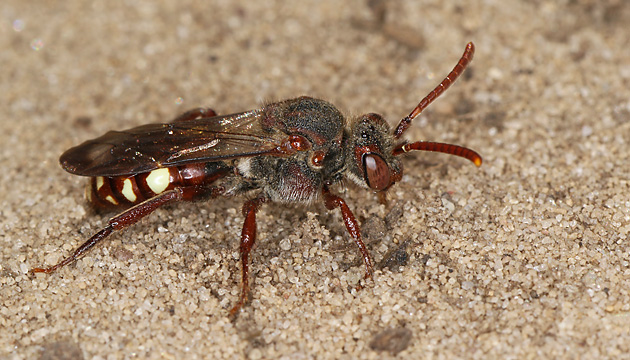 Wespenbiene Nomada alboguttata, W Nomada alboguttata, W