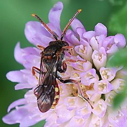Wespenbiene: Nomada armata, W Wespenbiene: Nomada armata, W
