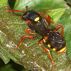 Wespenbiene: Nomada bifasciata, W Wespenbiene: Nomada bifasciata, W
