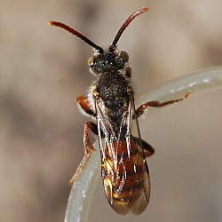 Wespenbiene: Nomada ferruginata, M Wespenbiene: Nomada ferruginata, M