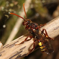 Wespenbiene: Nomada flava, W Wespenbiene: Nomada flava, W