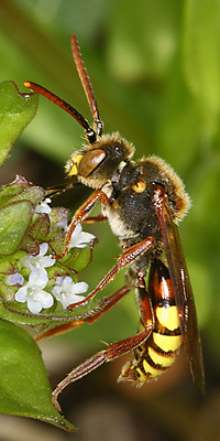 Nomada flava, M Nomada flava, M