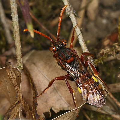 Nomada flava, W Nomada flava, W