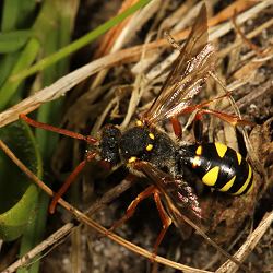 Wespenbiene: Nomada fulvicornis, W Wespenbiene: Nomada fulvicornis, W