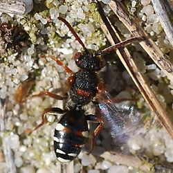 Wespenbiene: Nomada obscura, W Wespenbiene: Nomada obscura, W