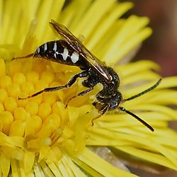 Wespenbiene: Nomada obscura, M Wespenbiene: Nomada obscura, M