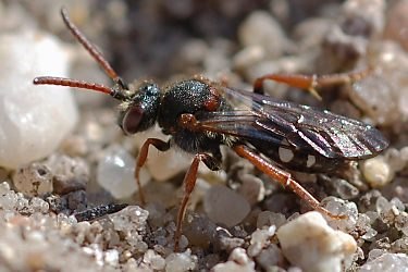 Wespenbiene: Nomada obscura, W Wespenbiene: Nomada obscura, W