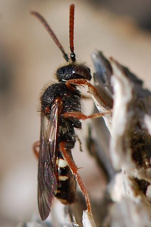 Wespenbiene: Nomada obscura, W Wespenbiene: Nomada obscura, W