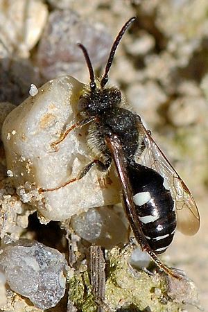 Wespenbiene: Nomada obscura, M Wespenbiene: Nomada obscura, M