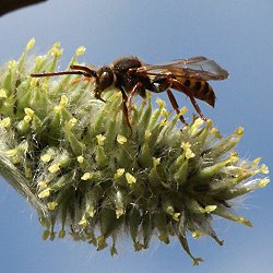 Wespenbiene: Nomada ruficornis, M Wespenbiene: Nomada ruficornis, M
