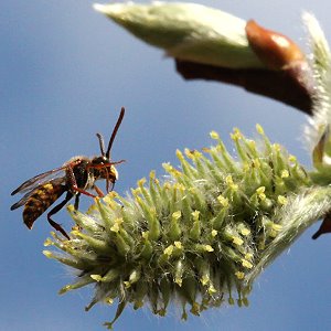 Nomada ruficornis, M Nomada ruficornis, M