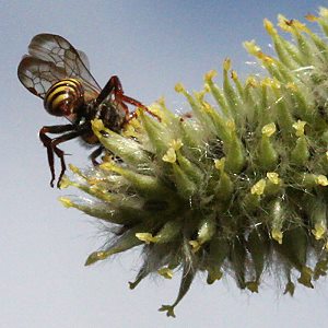 Nomada ruficornis, M Nomada ruficornis, M