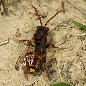 Nomada ruficornis, M Nomada ruficornis, W