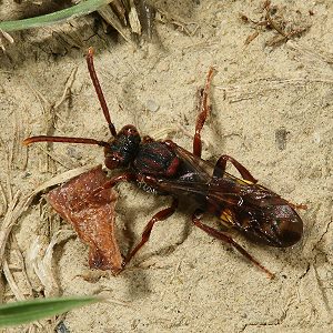 Nomada ruficornis, M Nomada ruficornis, W
