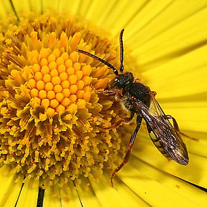 Wespenbiene: Nomada ruficornis, M Wespenbiene: Nomada ruficornis, M