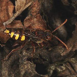 Wespenbiene: Nomada ruficornis, W Wespenbiene: Nomada ruficornis, W