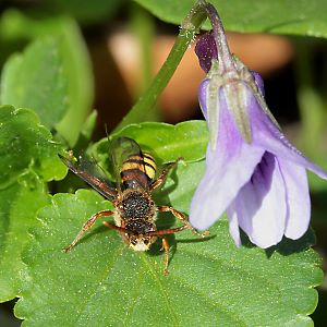 Nomada ruficornis, M Nomada ruficornis, M