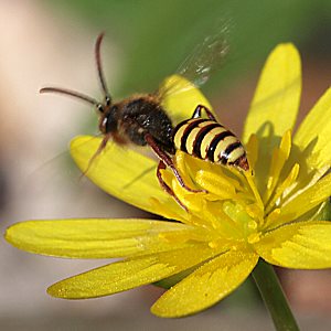 Wespenbiene: Nomada ruficornis, W Wespenbiene: Nomada ruficornis, W