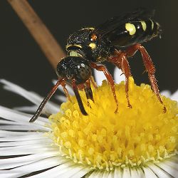 Wespenbiene Nomada rufipes, W Wespenbiene Nomada rufipes, W