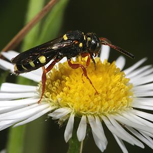 Nomada rufipes, W Nomada rufipes, W